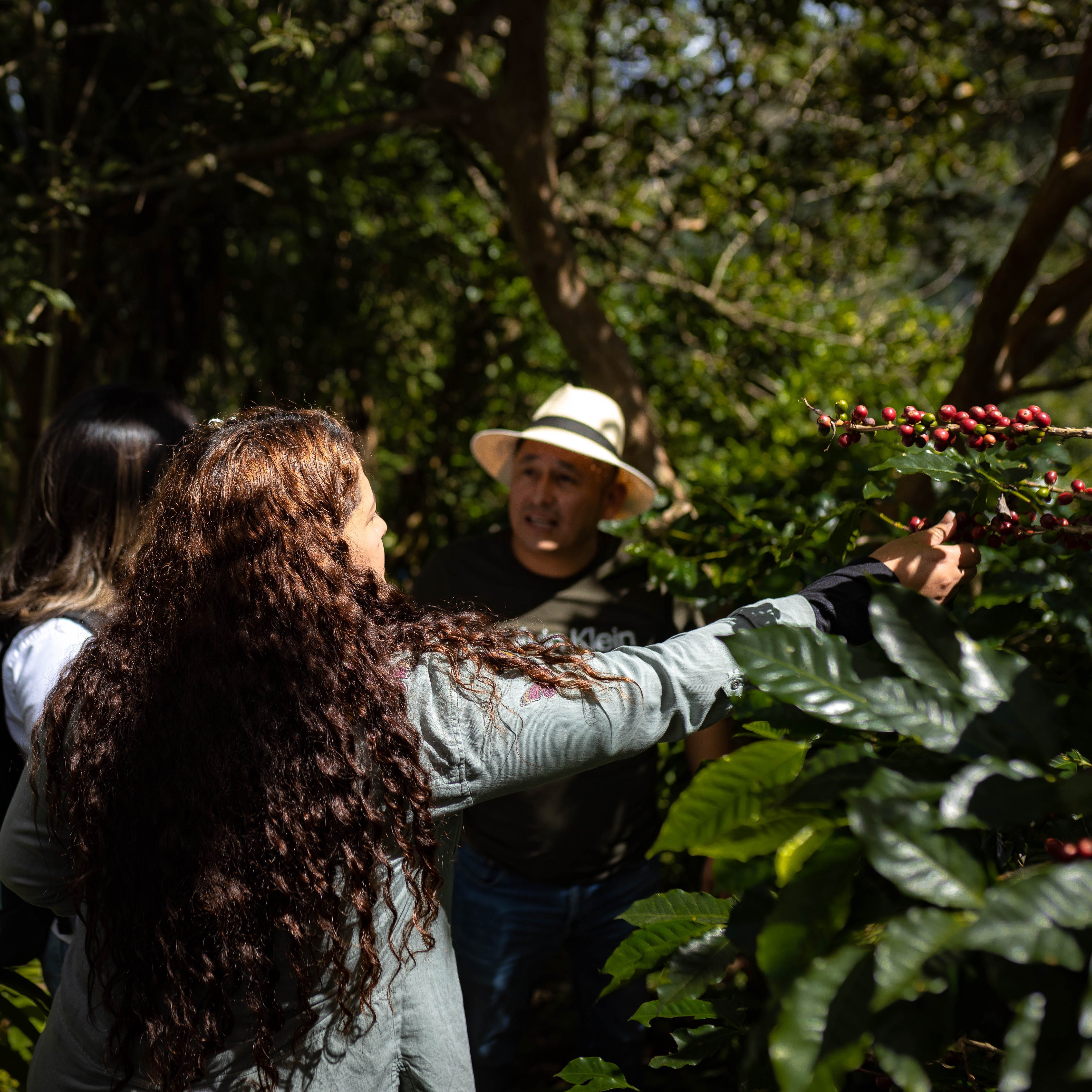 Café Catuai de Honduras