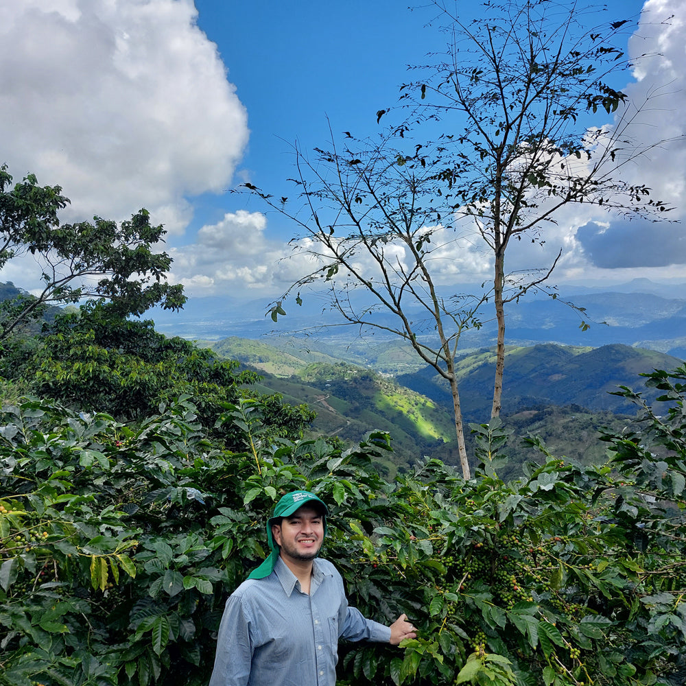 Café de la Mezcla de Espresso Hondureño