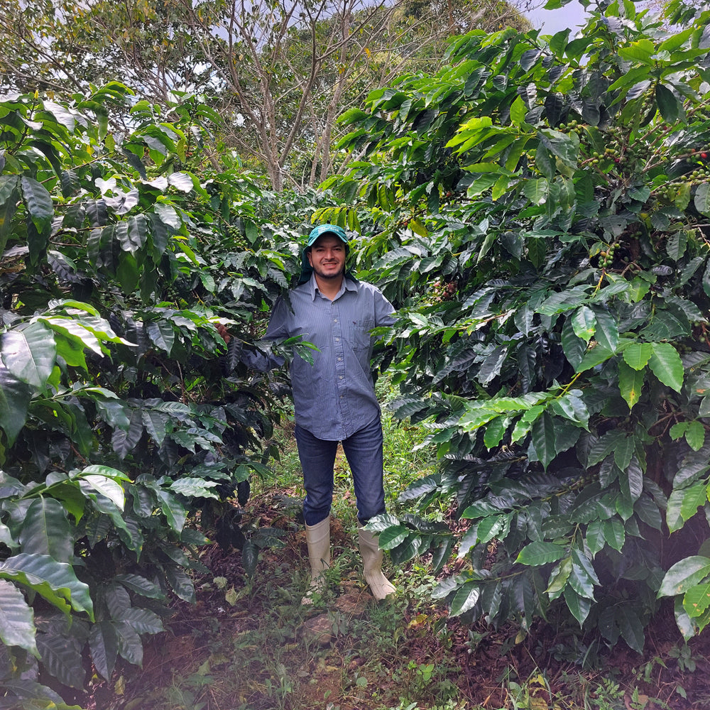 Café de la Mezcla de Espresso Hondureño