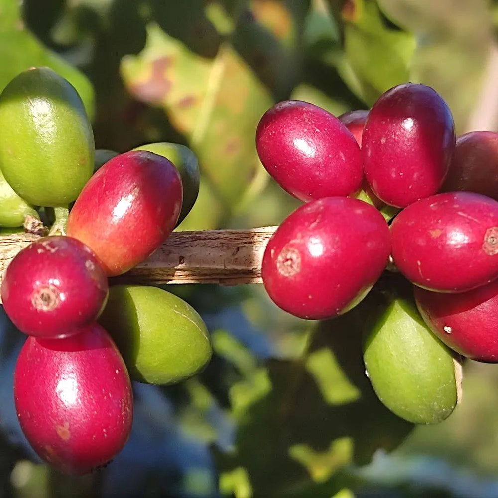 Café de la Mezcla de Espresso Hondureño