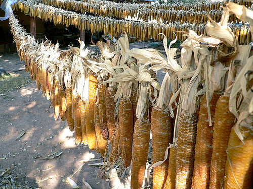 Casados Farms, Chicos de Nuevo México