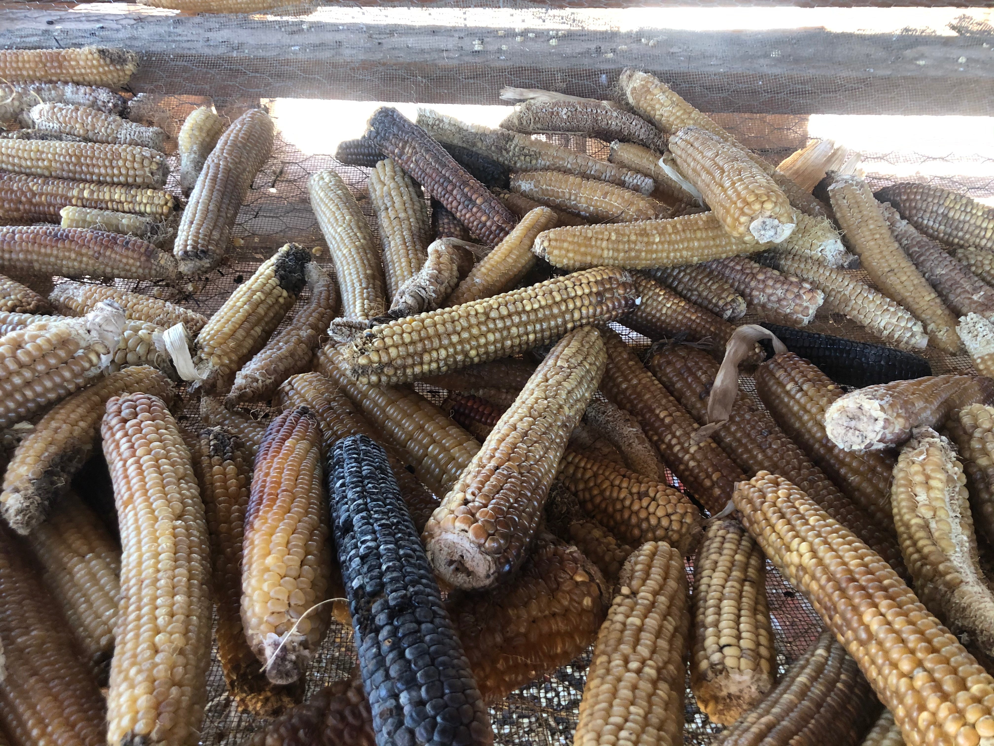Casados Farms, Chicos de Nuevo México