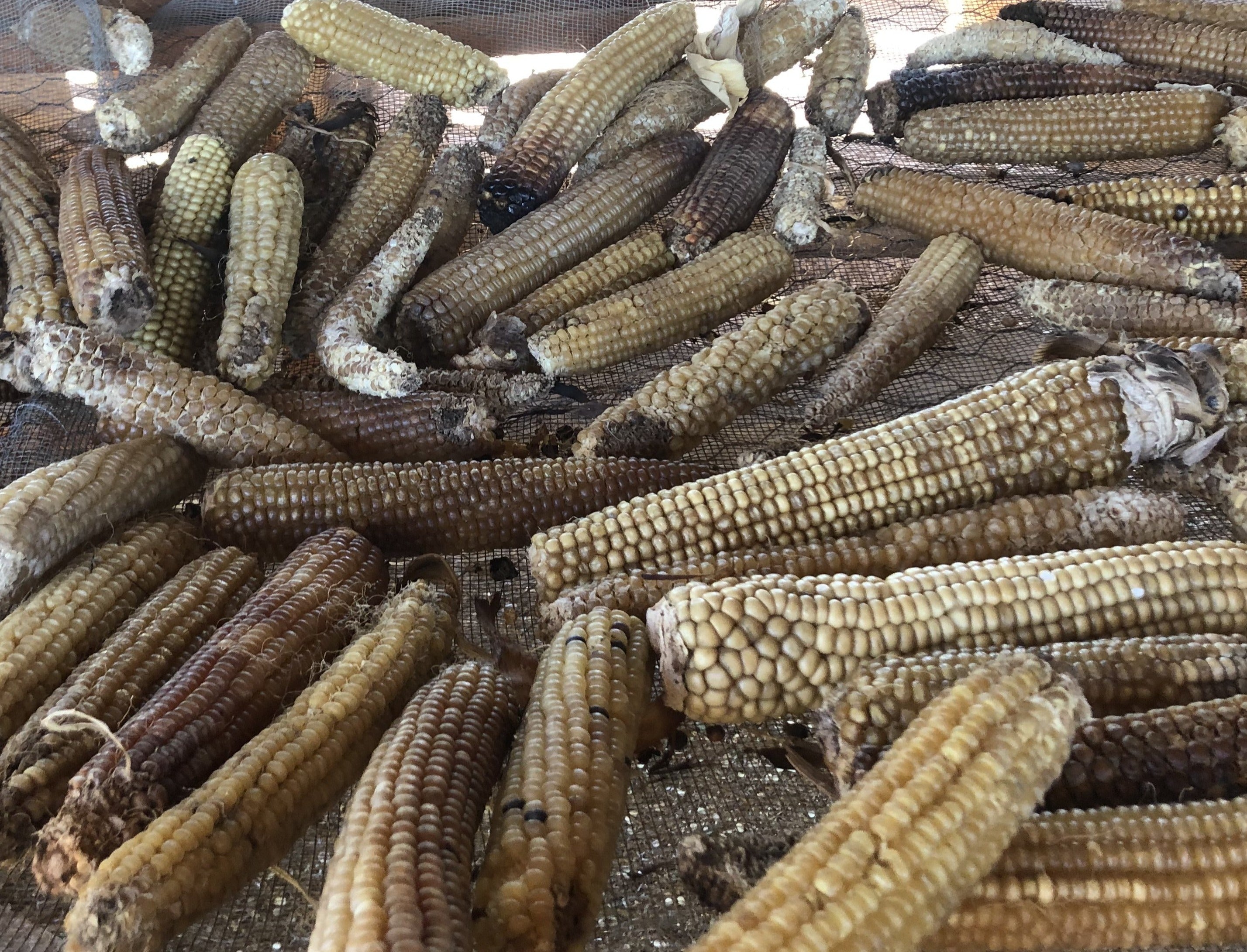 Casados Farms, Chicos de Nuevo México