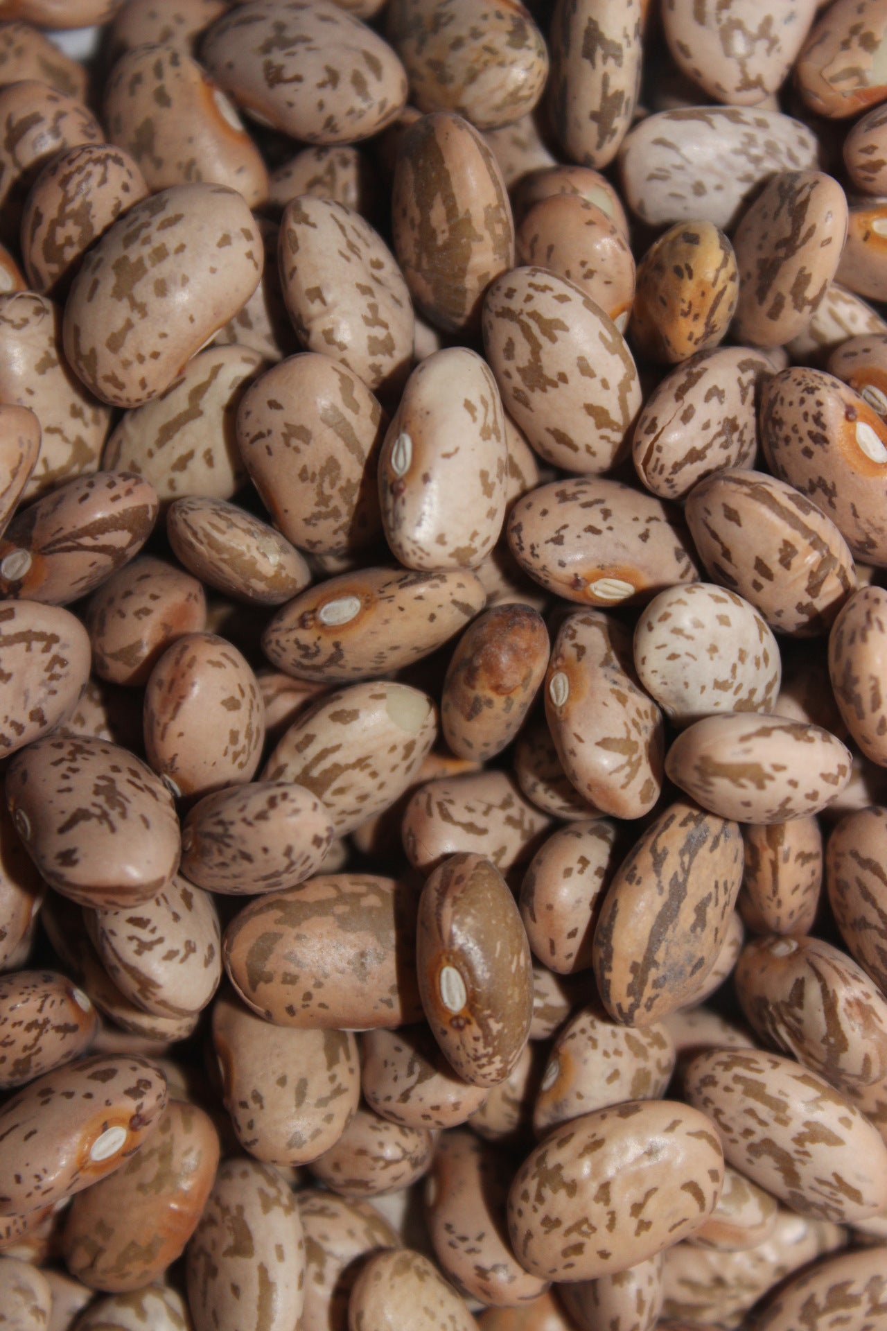 Frijoles Pintos Ness Farms - 5 lb
